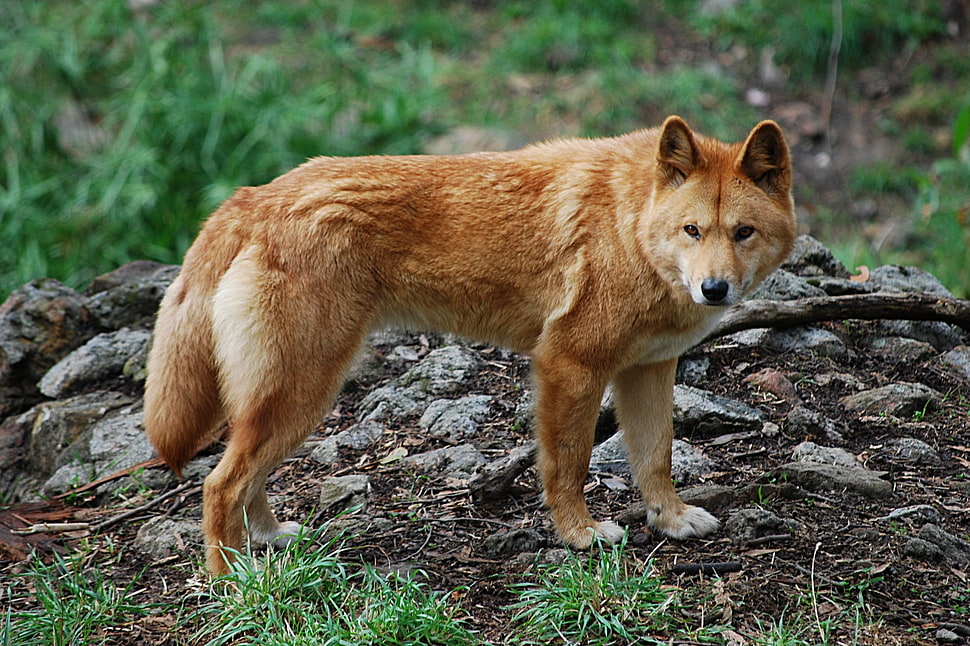 New Guinea Singing dog HD wallpaper